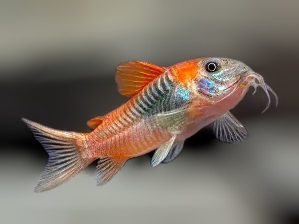 Orange venezuelean